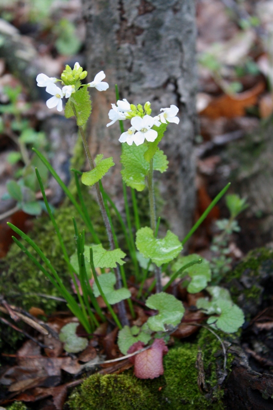 Image of Alliaria petiolata specimen.