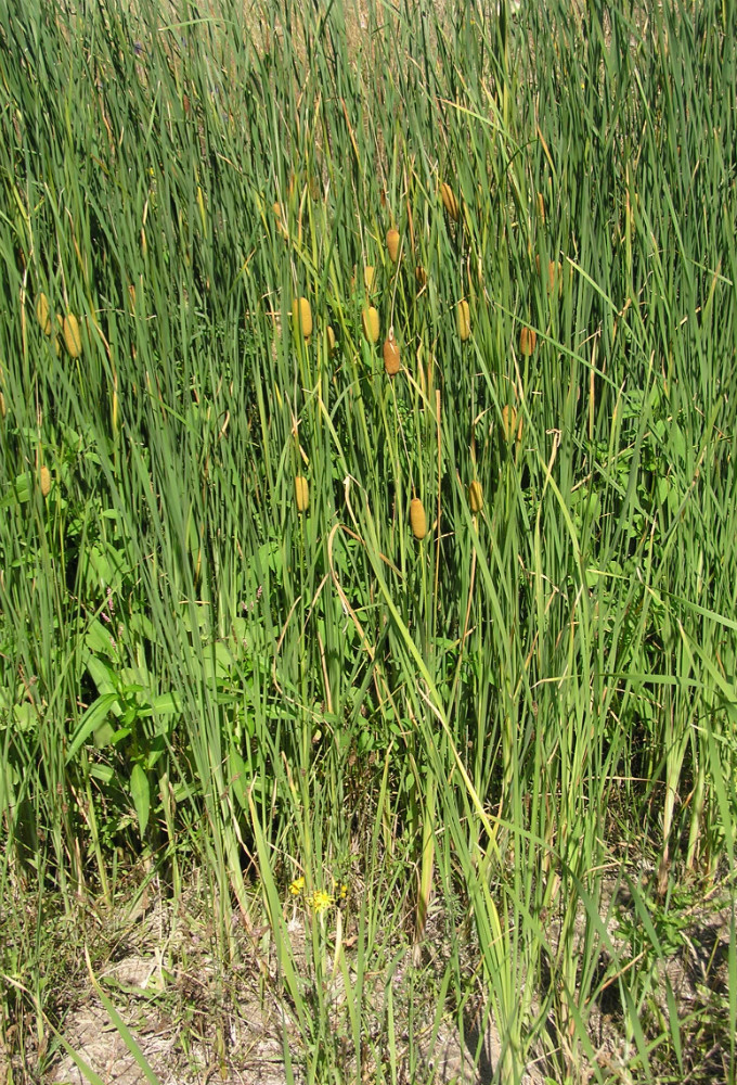 Изображение особи Typha laxmannii.