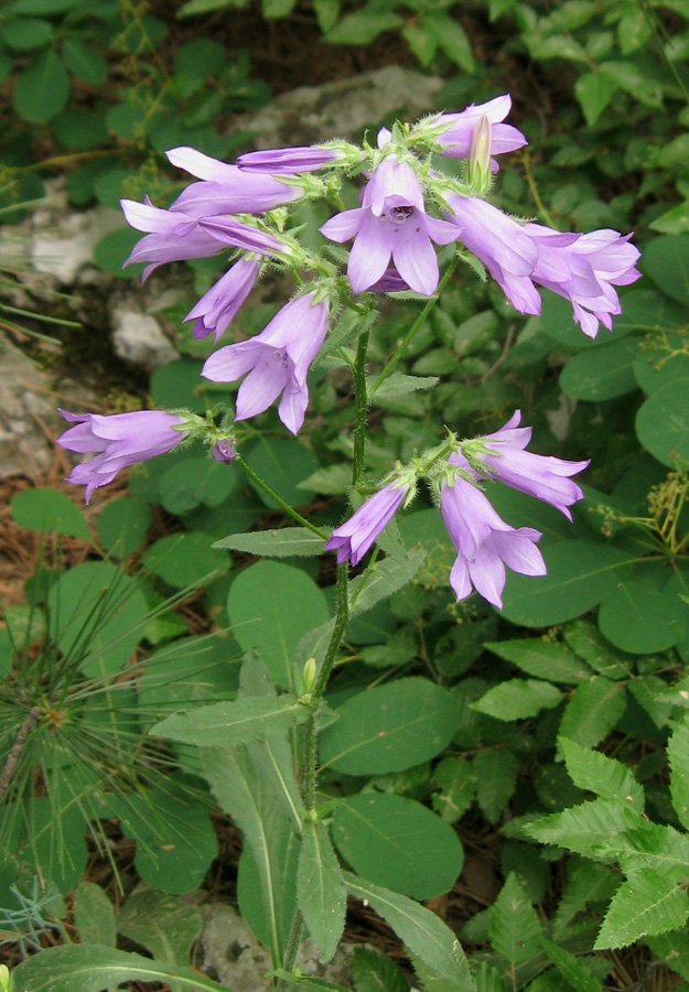 Изображение особи Campanula taurica.