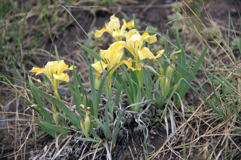 Image of genus Iris specimen.