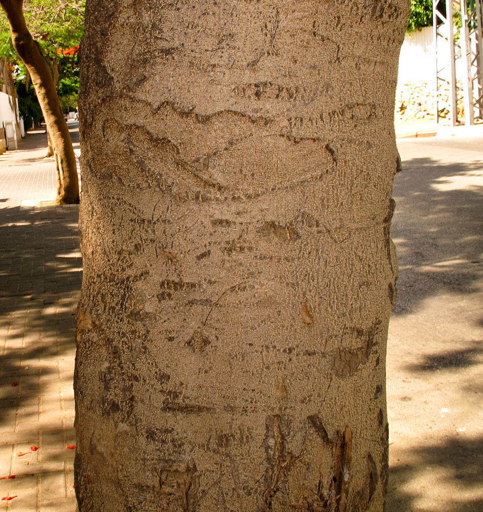 Image of Delonix regia specimen.