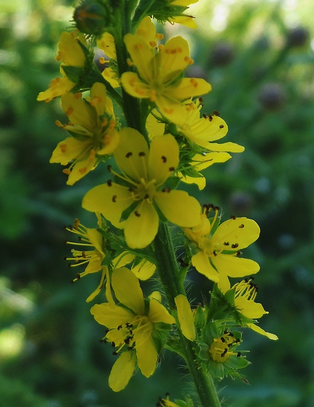 Изображение особи Agrimonia pilosa.