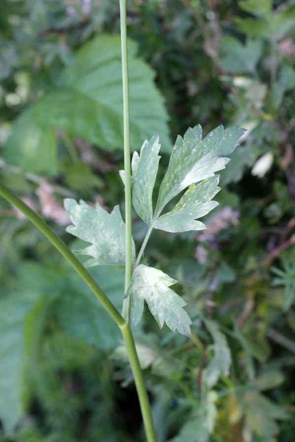 Image of Pimpinella peregrina specimen.