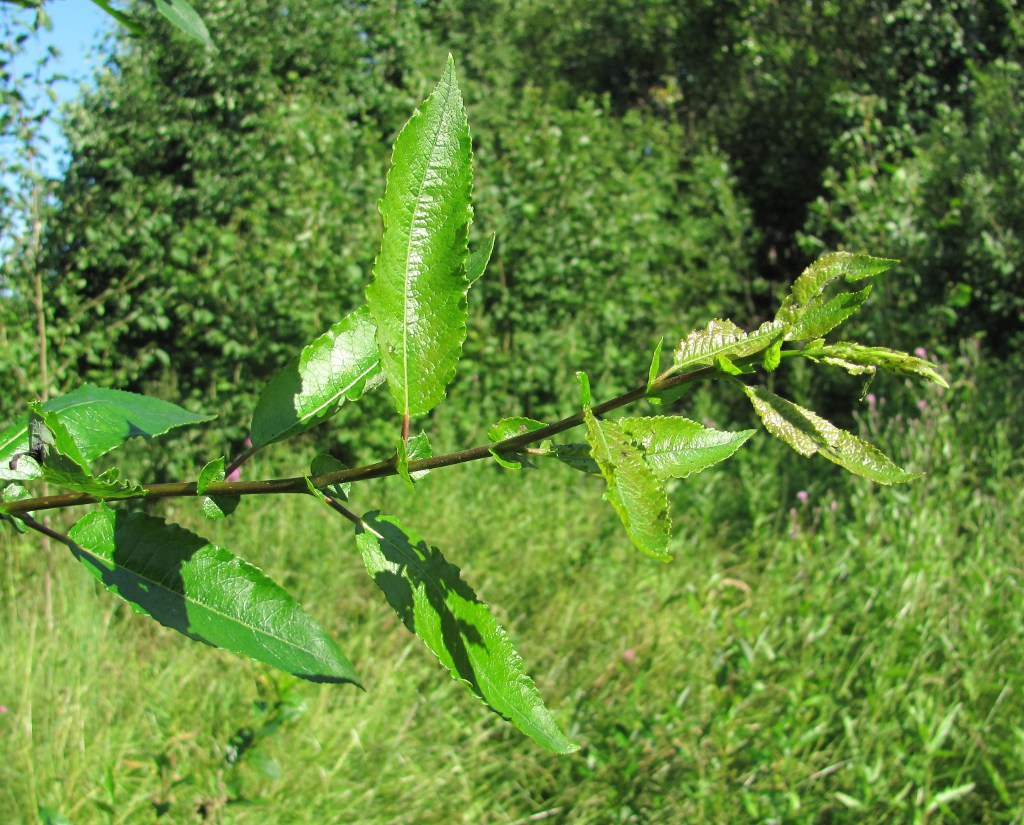 Image of Salix &times; tetrapla specimen.