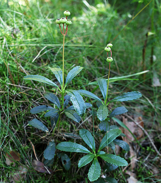 Image of Chimaphila umbellata specimen.