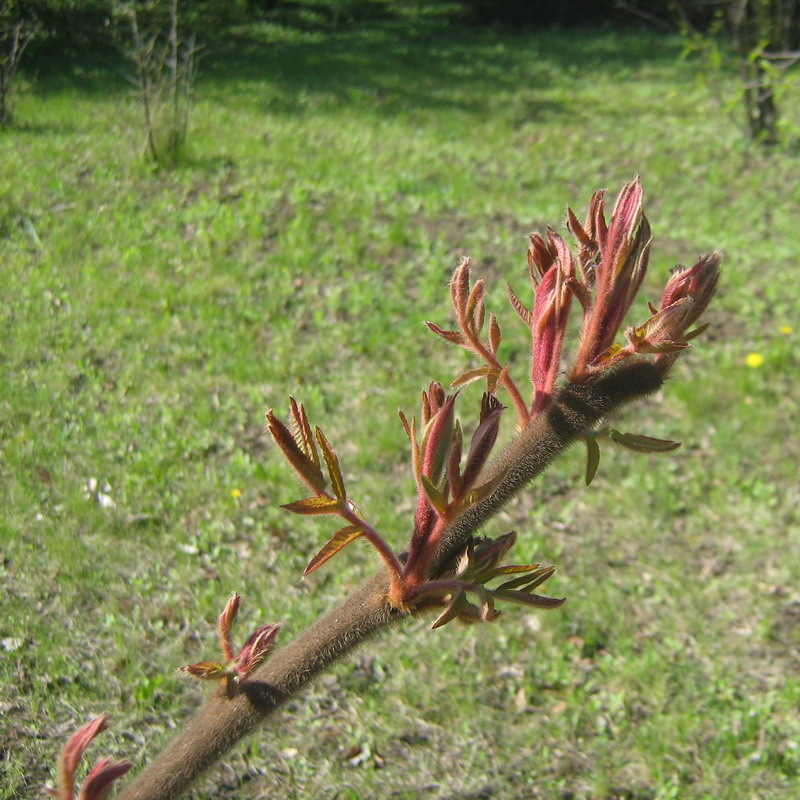 Image of Rhus typhina specimen.