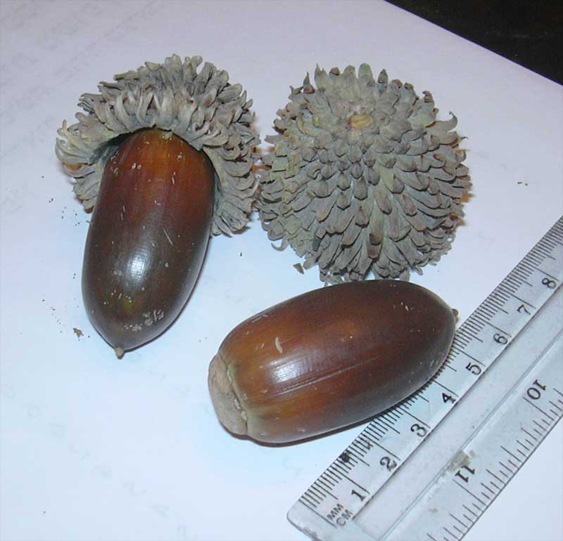 Image of Quercus ithaburensis specimen.