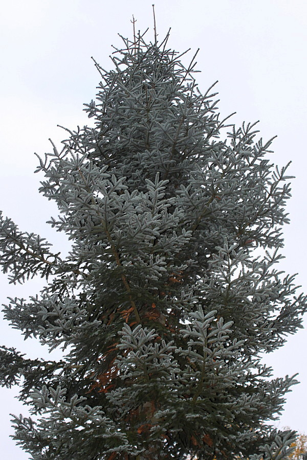 Image of Abies procera f. glauca specimen.