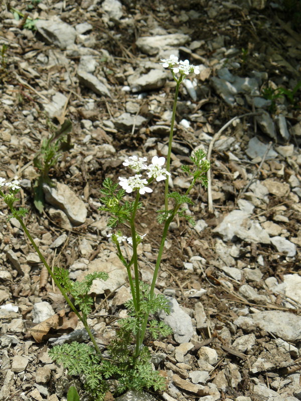 Изображение особи Orlaya daucoides.