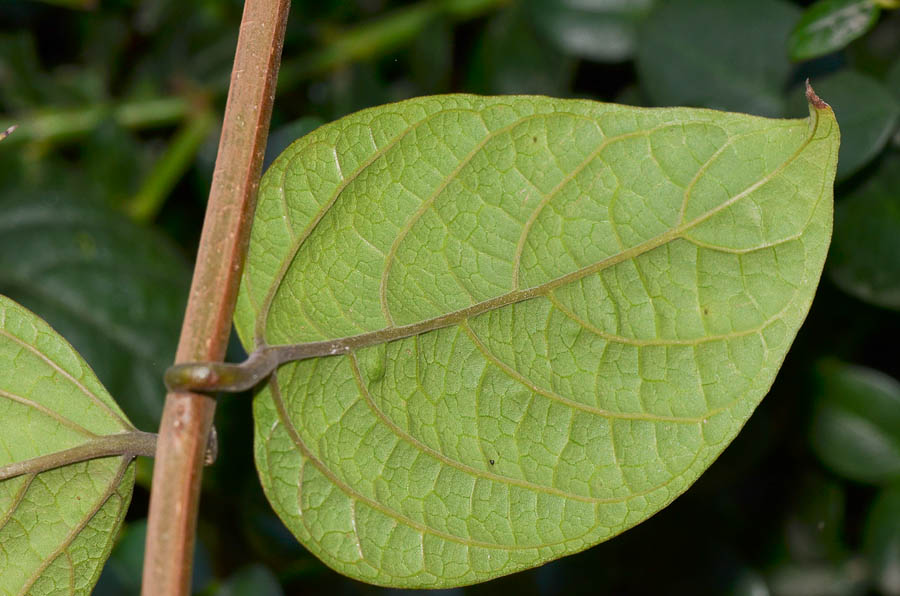 Image of Clerodendrum splendens specimen.