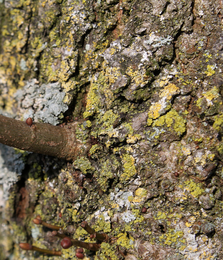 Image of Tilia cordata specimen.