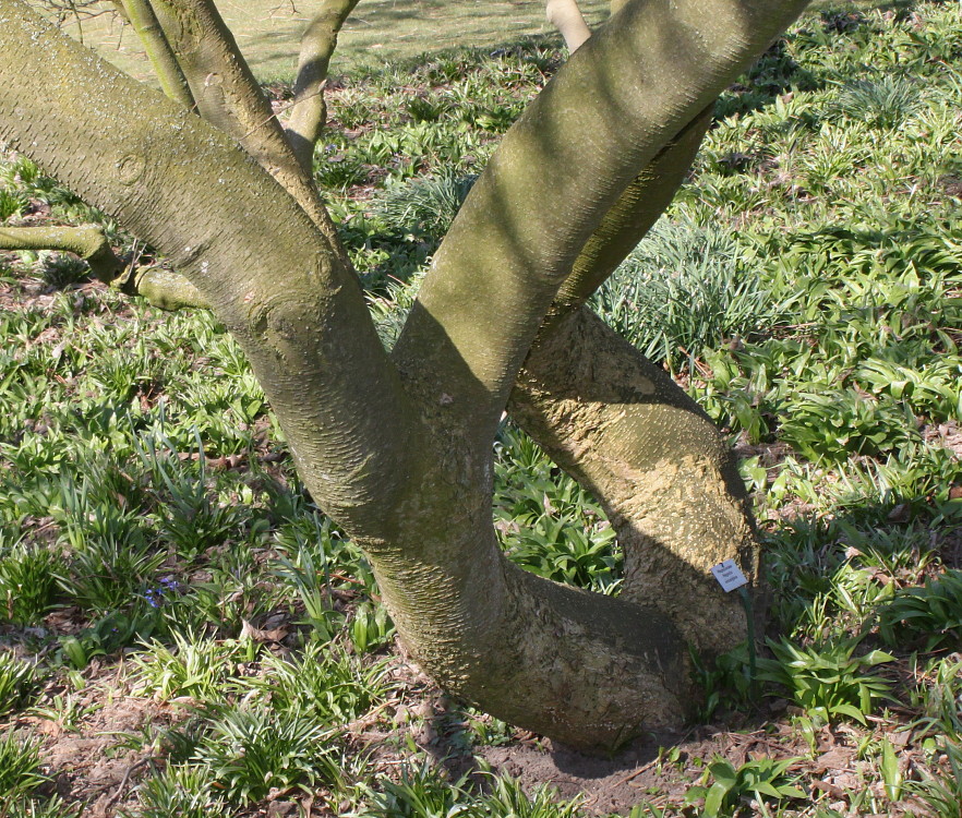 Image of Magnolia &times; soulangeana specimen.