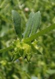 Asperugo procumbens. Участок стебля с незрелыми плодами и листьями. Украина, г. Запорожье, Правый берег, ул. Сковороды. 08.05.2013.