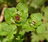 Chrysosplenium ramosum. Соцветие. Хабаровский край, Ванинский р-н, окр. пос. Высокогорный. 30.05.2013.