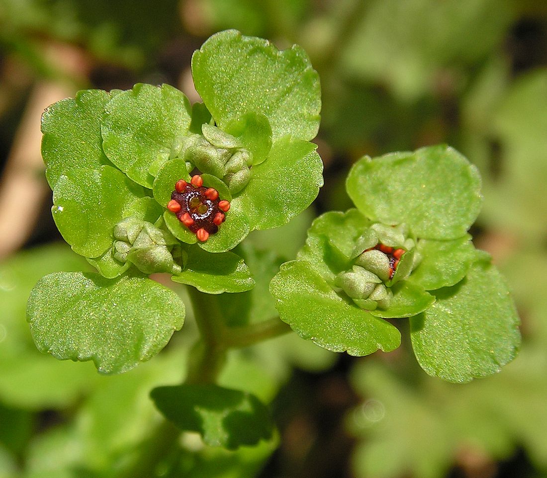 Image of Chrysosplenium ramosum specimen.