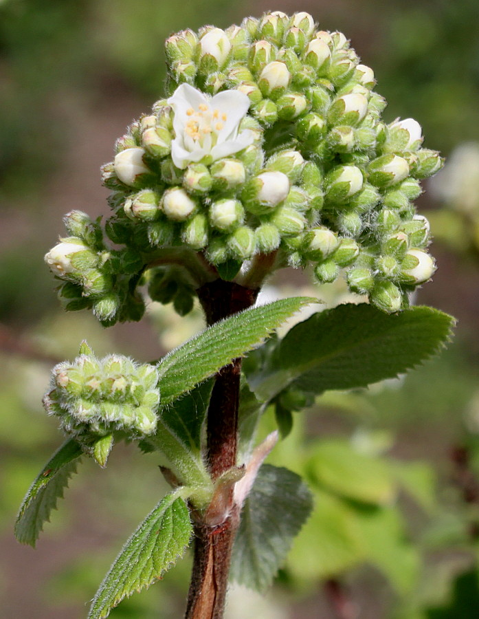 Image of Jamesia americana specimen.