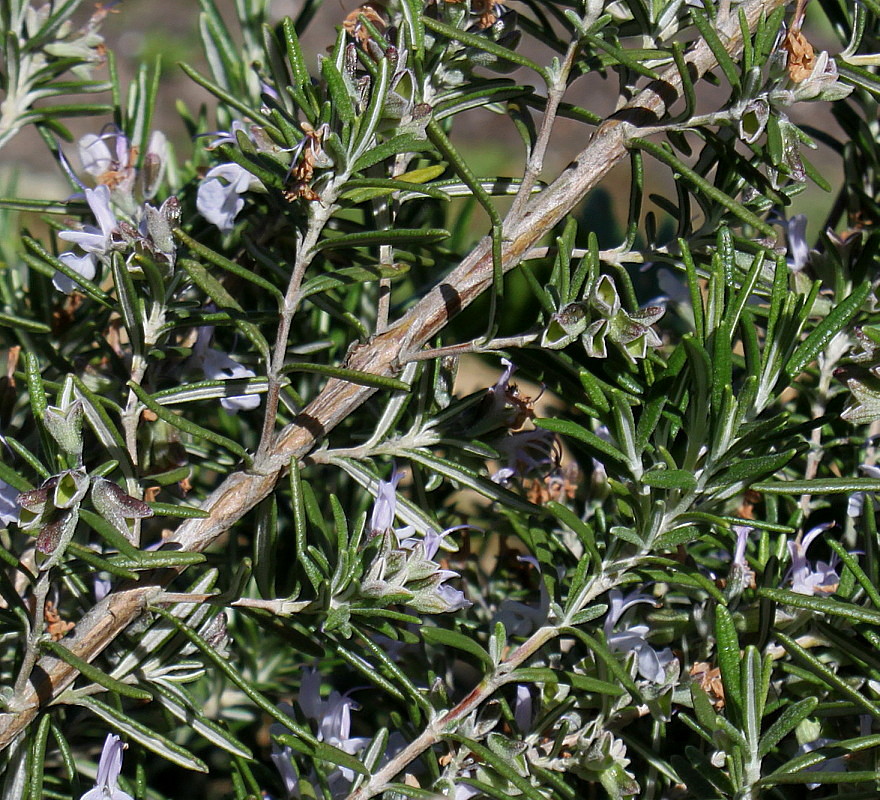 Image of Rosmarinus officinalis specimen.