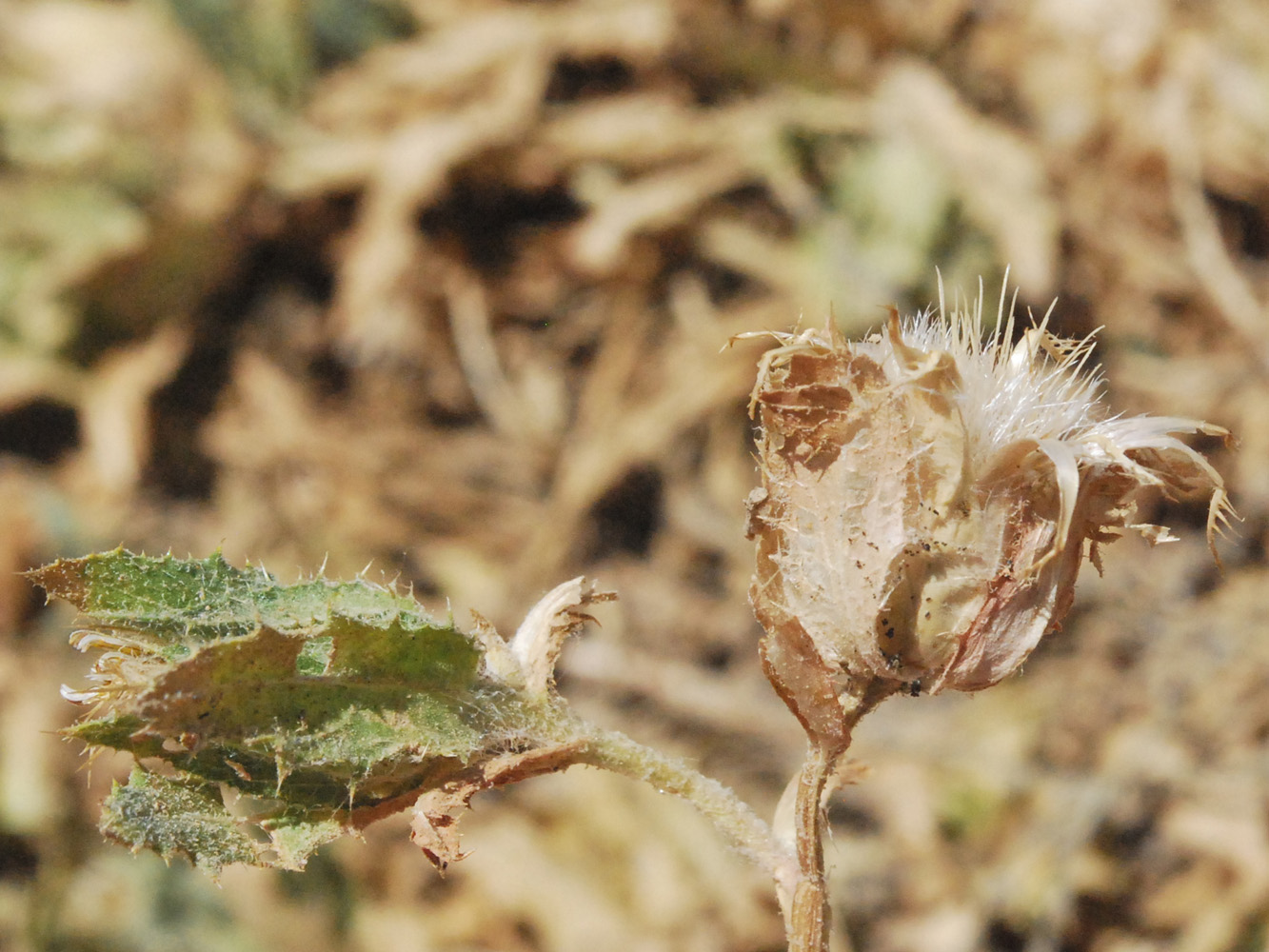 Image of Centaurea benedicta specimen.