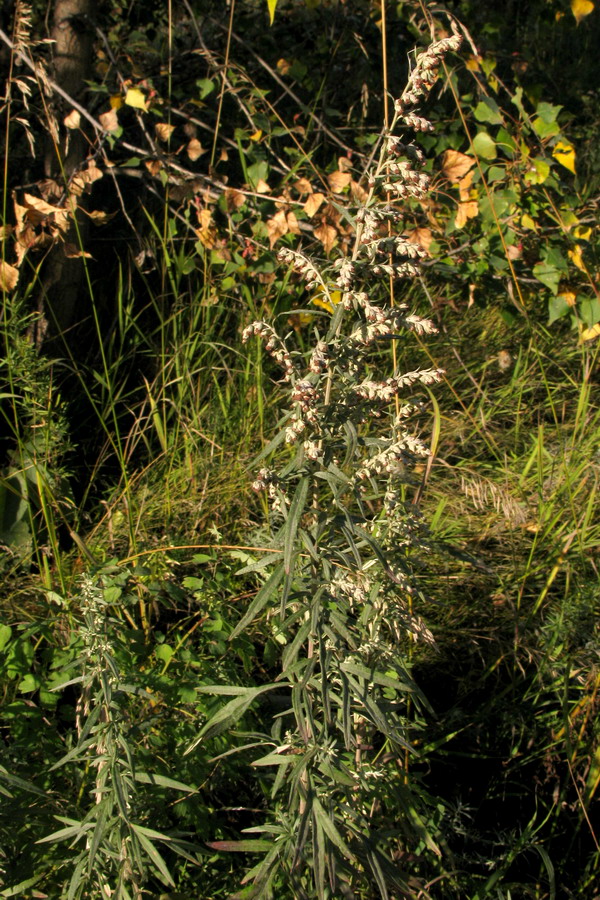 Image of Artemisia argyi specimen.