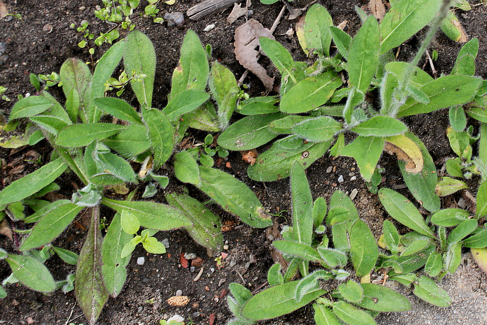 Image of Pilosella aurantiaca specimen.