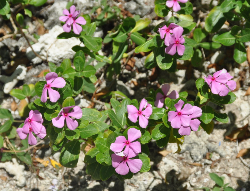 Изображение особи Catharanthus roseus.