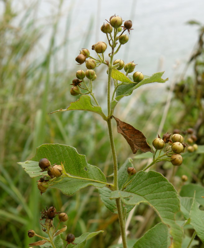 Image of Lysimachia vulgaris specimen.