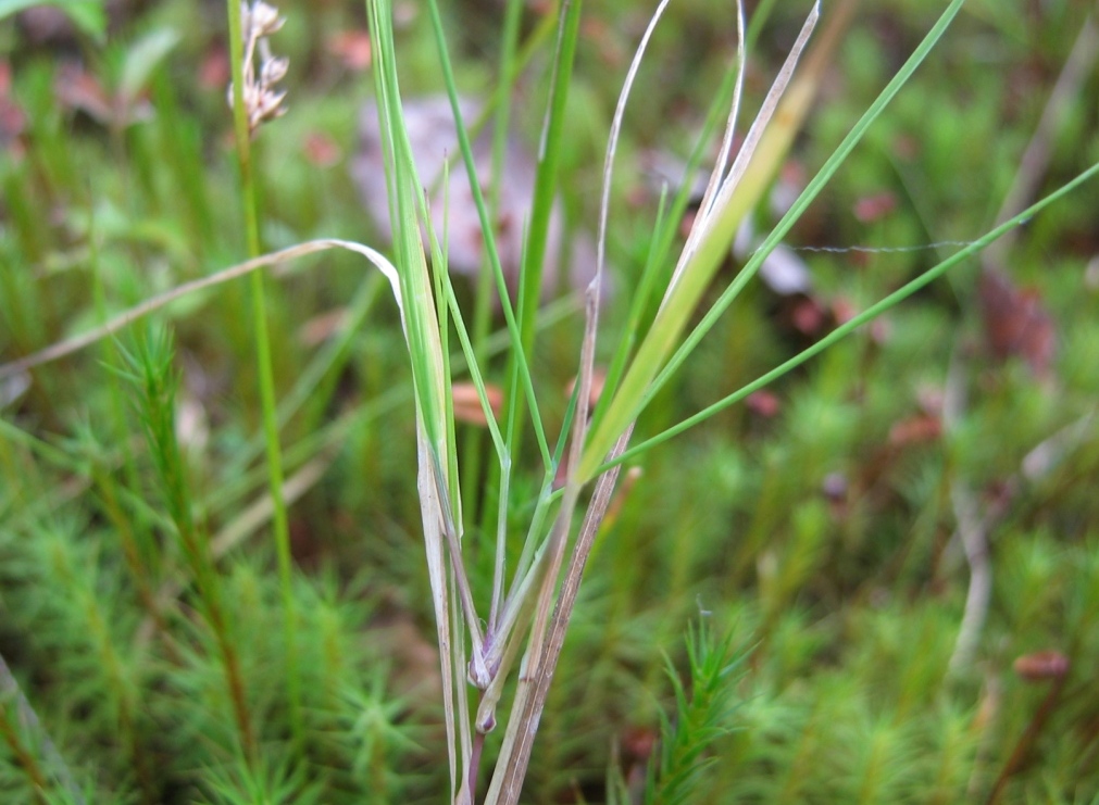 Image of Agrostis canina specimen.