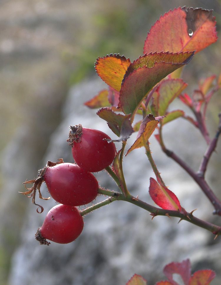 Image of Rosa borissovae specimen.