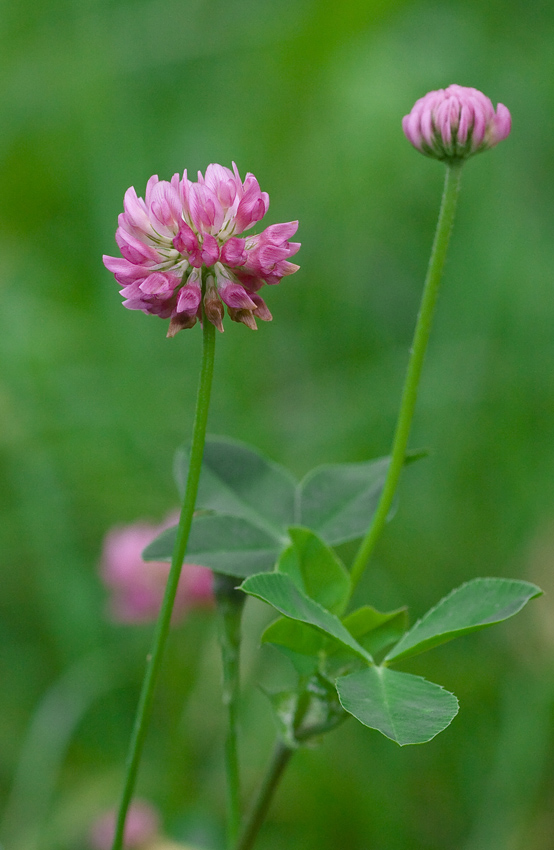 Изображение особи Trifolium hybridum.