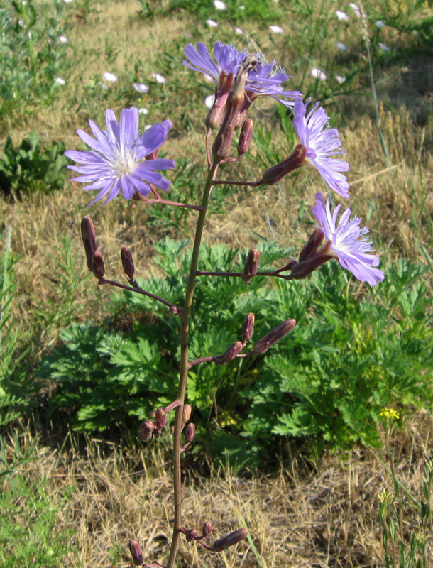 Image of Lactuca tatarica specimen.