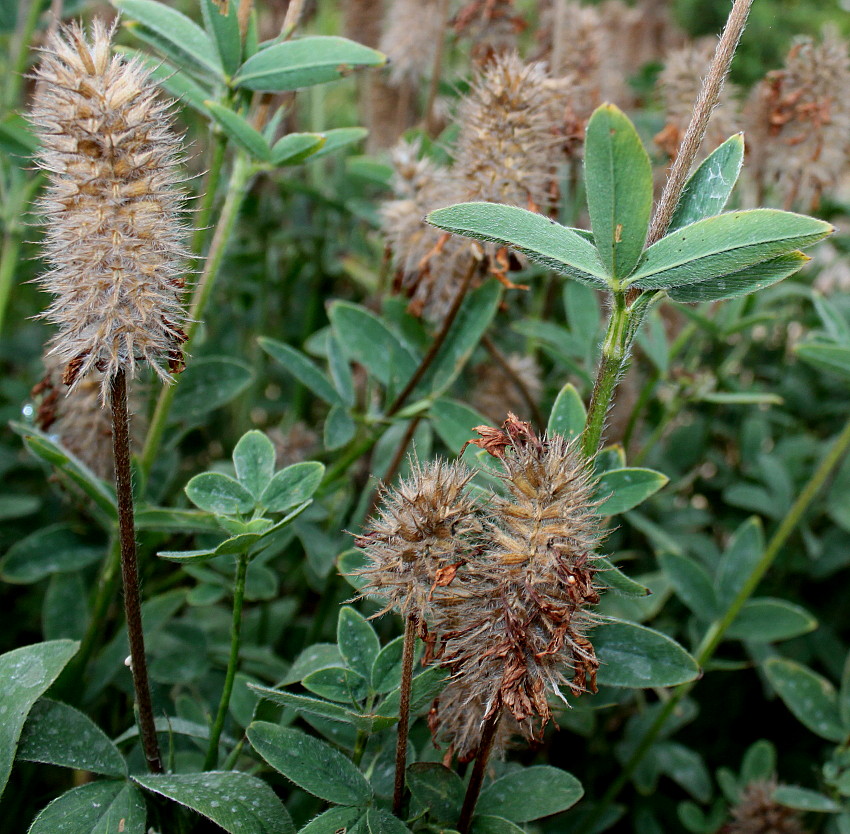 Image of Trifolium ochroleucon specimen.