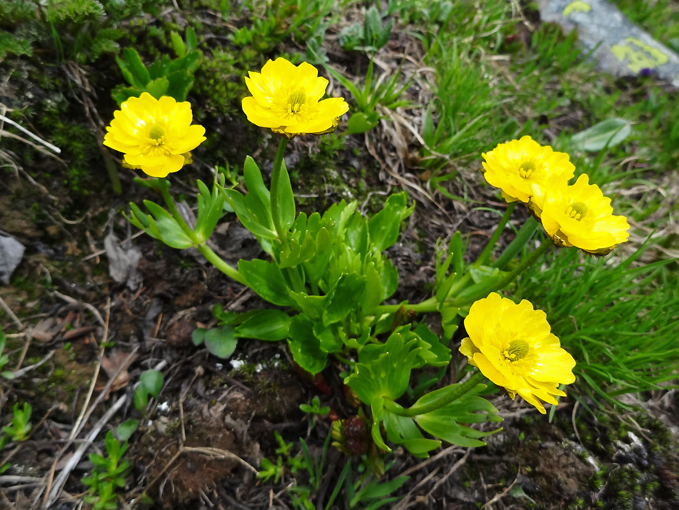 Изображение особи Ranunculus altaicus.