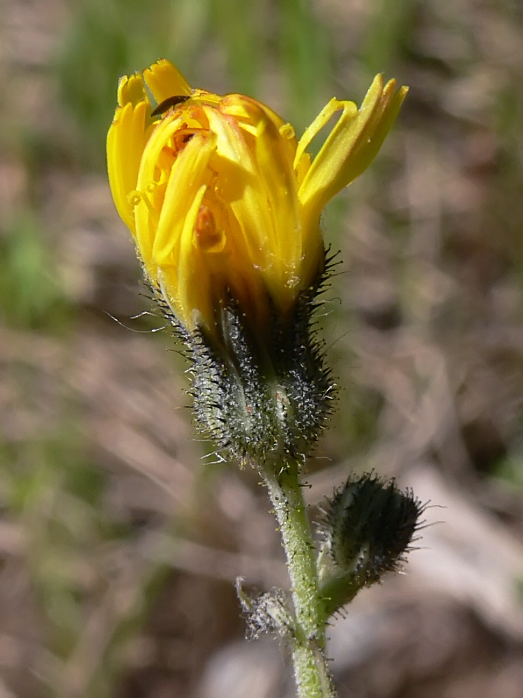 Image of Pilosella onegensis specimen.