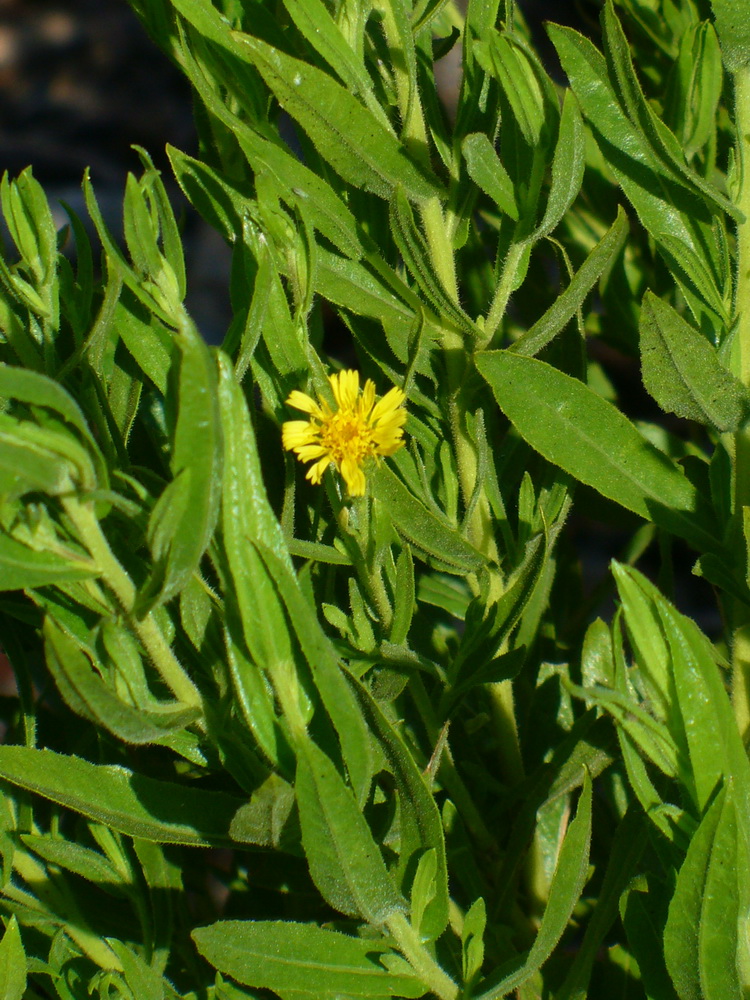 Image of genus Calendula specimen.