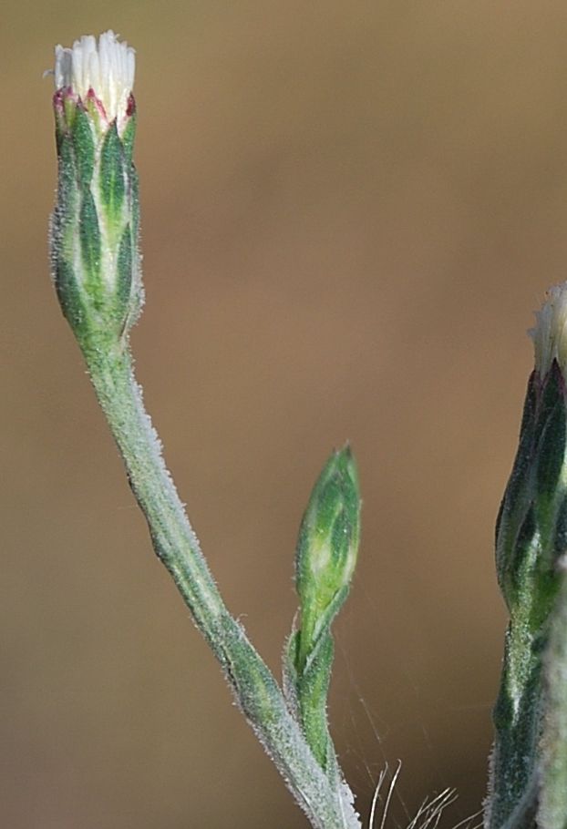 Image of Symphyotrichum graminifolium specimen.