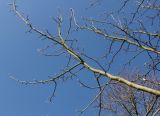Magnolia acuminata. Покоящаяся ветвь. Германия, г. Дюссельдорф, Ботанический сад университета. 10.03.2014.