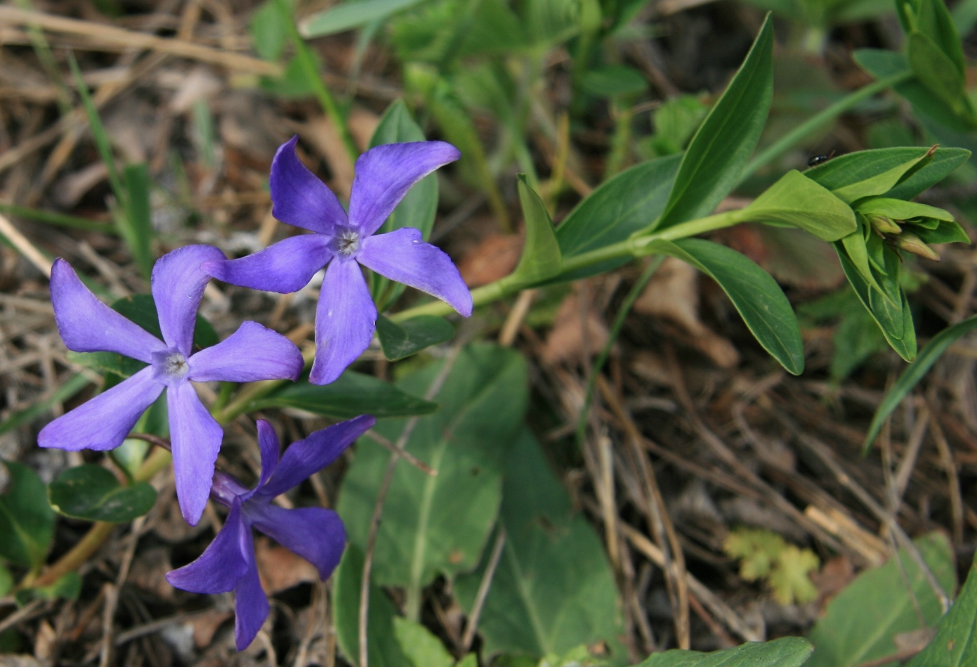 Изображение особи Vinca herbacea.