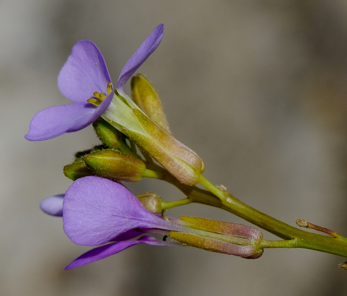 Image of Erucaria hispanica specimen.