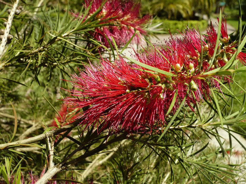 Изображение особи Callistemon rigidus.