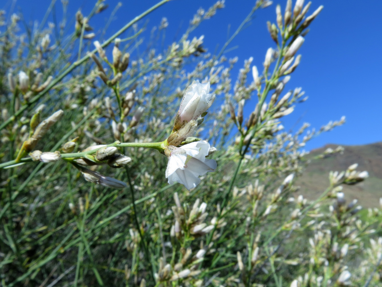 Изображение особи Convolvulus scoparius.