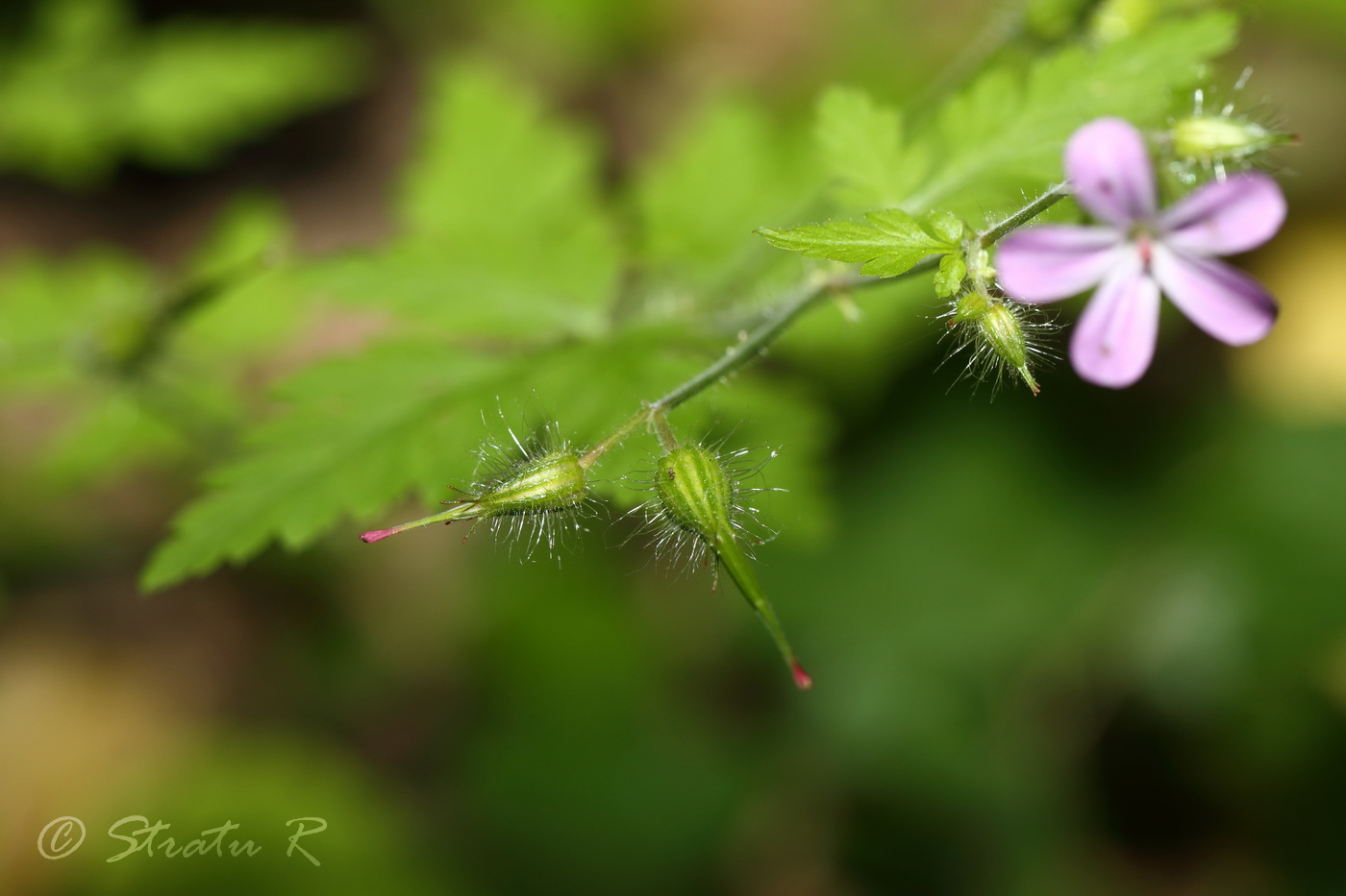 Изображение особи Geranium robertianum.