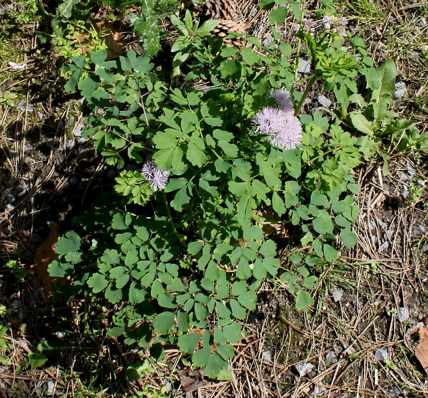 Image of Thalictrum aquilegiifolium specimen.