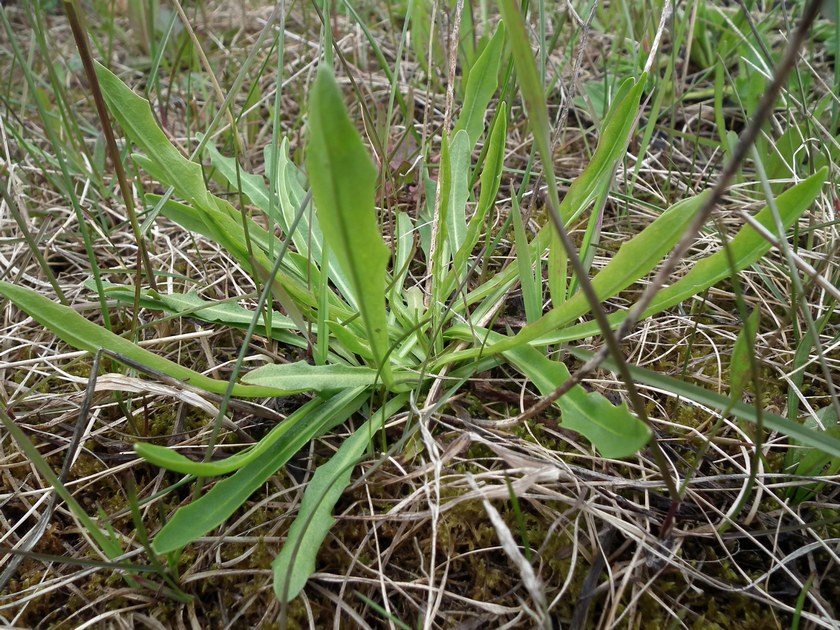 Изображение особи род Taraxacum.