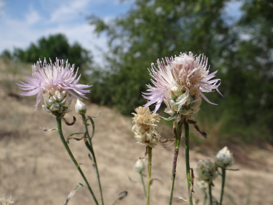 Image of Centaurea konkae specimen.