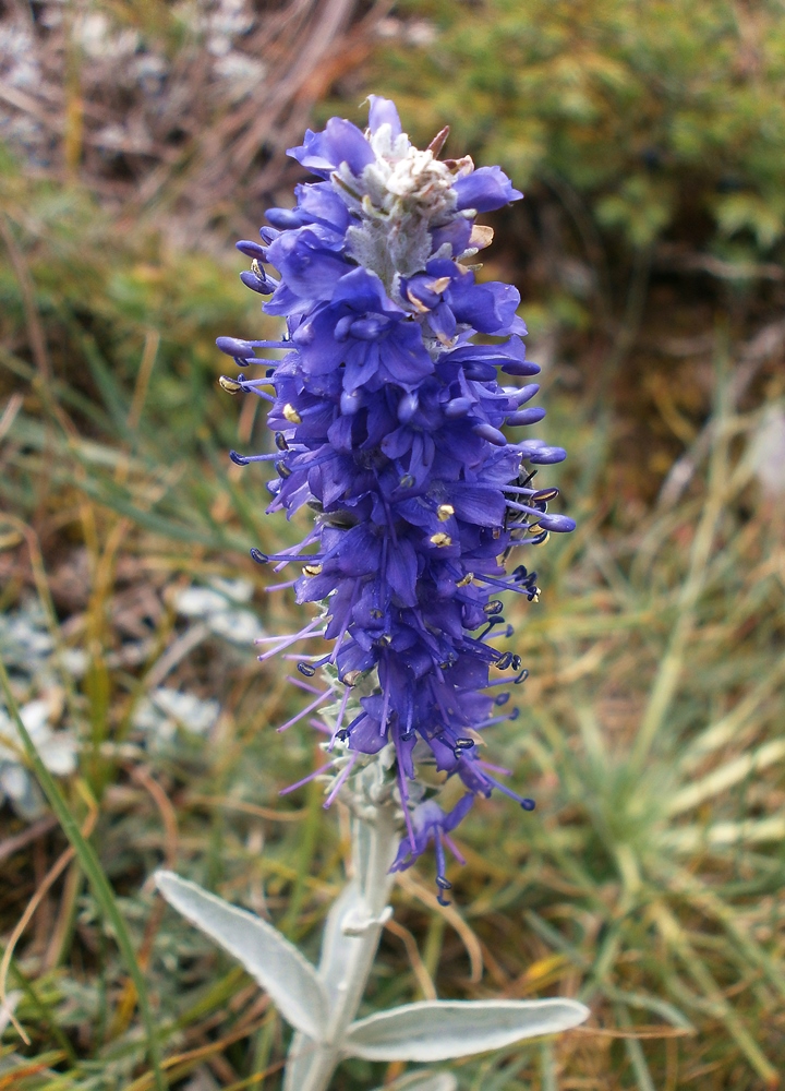 Image of Veronica hololeuca specimen.