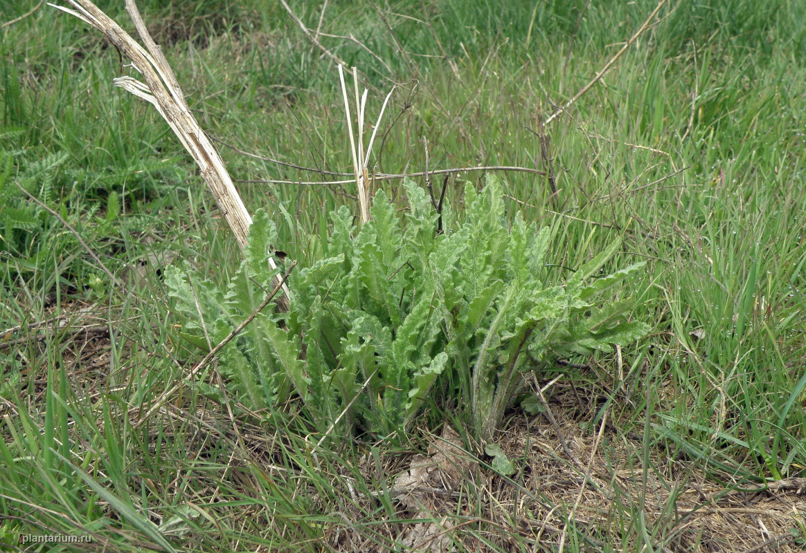 Изображение особи Senecio grandidentatus.