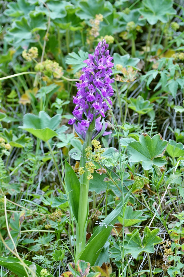 Изображение особи Dactylorhiza umbrosa.