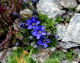 Gentiana dshimilensis. Цветущее растение. Карачаево-Черкесия, гора Мусса-Ачитара, ≈ 3000 м н.у.м., каменистый склон. 31.07.2014.