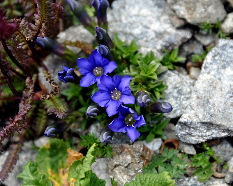 Image of Gentiana dshimilensis specimen.