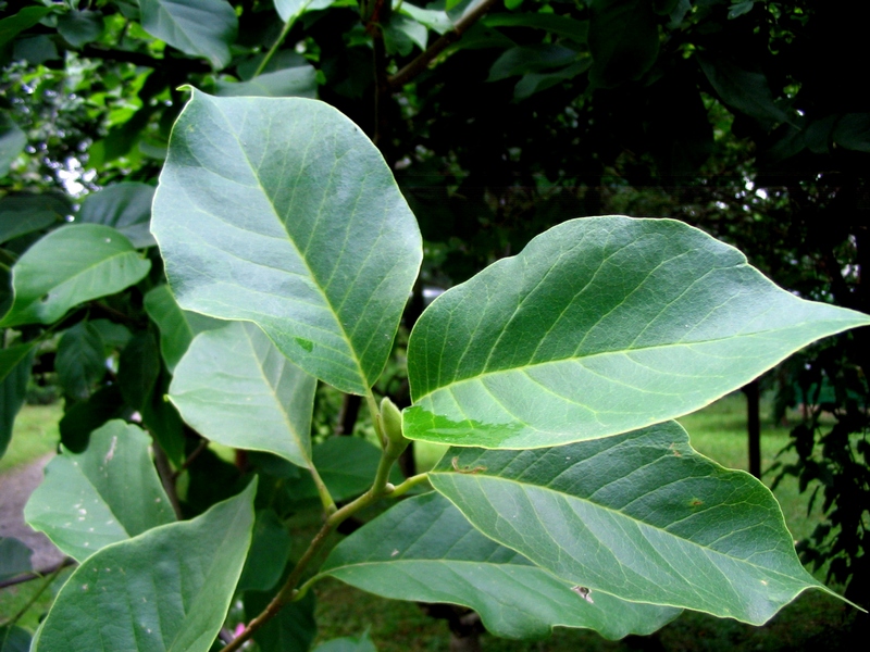 Image of genus Magnolia specimen.